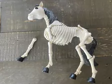 horse skeleton model for sale