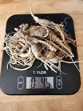 FRESH WILD GINSENG 4.5 OZ Pennsylvania