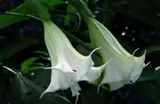 100 White Datura Seeds Moonflower Angel's Trumpet Seed Garden Flowers