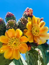 prickly pear cactus pads for sale