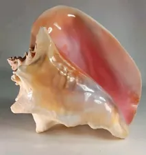 Lrg. Queen Conch Shell Natural Colors - NO Photo Adjustments