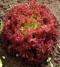 Organic Dark Red Lolo Rossa Lettuce Seeds (Lactuca sativa) – Frilly Leaves, Deep