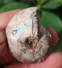 30g BEST !!! Top Iridescent Ammonite Ammolite Shell Gemstone Specimen 1