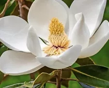 yulan magnolia for sale