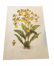 1840 Oncidium Pectorale Orchid Lithograph Ridgeway And Sons P. Gauoi Pl. 39