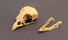 Real Small Bird Skull With Jaw