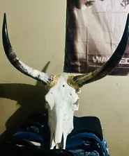 Longhorn skull| Real Steer | Western Boho Home Decor 623