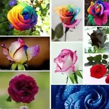 MOSS ROSE SEEDS 500 PORTULACA DOUBLE MIX annual FLOWER garden Decor