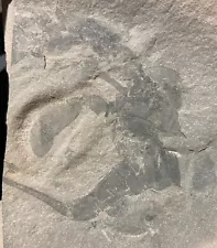 5.8 cm Eurypterid fossil - Eurypterus remipes - Silurian - Fiddlers Green, NY