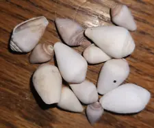 Lot of 13 Cone Snail Seashells Calcium Carbonate Hermit Crabs Aquarium Ocean