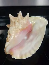 NATURAL QUEEN CONCH SHELL Massive 8x7x5.5, CLEAN - PINK, BEIGE Beach House Decor