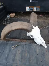 Aoudad ram Skull & Horn European Taxidermy Mount For Sale