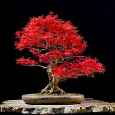 1 Pack 20 Maple Seeds Maple Tree Seed Ornamental Bonsai Tree