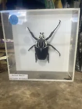 Goliath Beetle