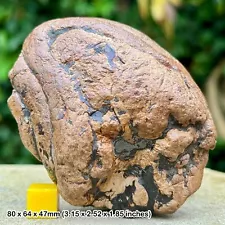 Large Fossil Shark Coprolite with Fish Bones Kimmeridge Clay Jurassic Blackhead