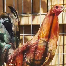 red quill hatching eggs for sale 