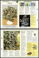 Pellionia #42 Climbing & Hanging Success With House Plants 1990 Fold-Out Card