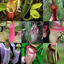 Pink Sunset Pure Nepenthes Rafflesiana White x Winged Lovely Seed Grown Plant