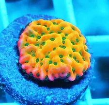 Jason Fox Beach Bum Montipora Zoanthids Paly Zoa SPS LPS Corals, WYSIWYG