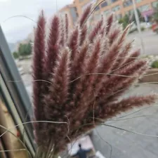 Natural Dried Pampas Grass Flowers Real Plants Home Wedding Decoration 15 Pcs