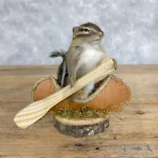 #28644 P | Novelty Chipmunk Taxidermy Mount For Sale