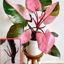 Rare Philodendron Pink Princess Variegated 2 cutting Roots free & safe shipping