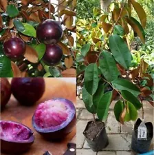 Purple Star Apple Grafted Fruit Tree Fast Shipping DHL Free Phyto Certificate