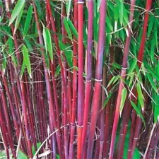 60 Red Giant Bamboo Seeds Bambusaceae Garden Plants