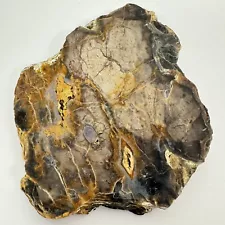 Saddle Mt Petrified Wood Slab Bog Wood 1 Lbs 7 Oz Old Stock