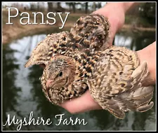 50+ RARE Pansy Coturnix Quail Hatching Eggs By Myshire! This Is A MUST HAVE!