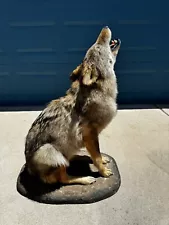 Howling Coyote Life-Size Taxidermy Mount For Sale/Needs good home