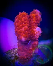 SAF~”WYSIWYG” Red Montipora Digitata, Monti, Acro, SPS, Live Coral Colony