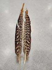 X2 Rare Match Pr Hybrid Red Golden Ringneck Cross Pheasant Tail Feather