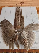 Pheasant Wings and Tail Taxidermy