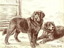 1930s Antique TIBETAN MASTIFF Dog Print Nina Scott Langley Dog Art 3513-E