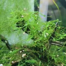 Aquatic Moss mixed 3oz! Mini Taiwan, Java, Willow, Weeping, and Peacock