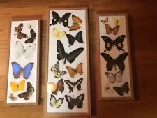 Large Collection: 27 Butterfly Specimens in Three Display Cases - - Home Decor