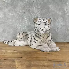 Reproduction White Tiger Cub Mount For Sale