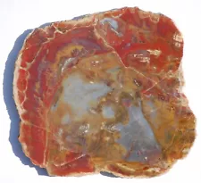 Two, Polished, Arizona Petrified Wood Slabs