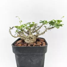 Jatropha marginnata seedling FOR SALE by Little One Plant Nursery