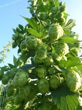 Fresh Hop Rhizomes of your choice Mix & Match Humulus lupulus