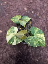 BUNDLING 2PCS anthurium clarinervium x pterodactyl Variegated