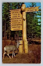 New ListingBanff-Alberta, Mule Deer, National Park, Antique, Vintage Souvenir Postcard