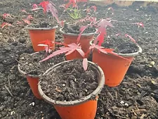 Tiny Japanese Maple Tree Lace Red 1-3" Tall Bonsai Dwarf Live In Dirt