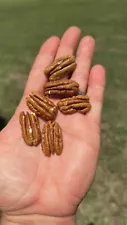 Georgia Sumner Pecan Halves, No Shell, All Natural, 1 pound