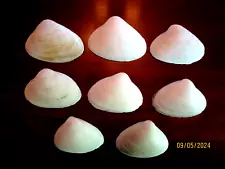 8 Large 4" - 5" Natural Clam Shells Atlantic Maine Sea Clams Beach Decor, Crafts