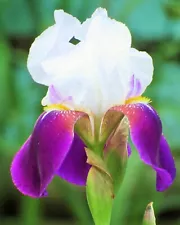 Purple White Iris - Iris - Flower Natural Beauty