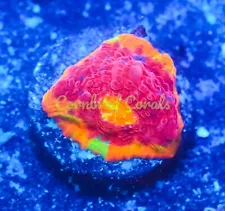 Cornbred's Rainbow Crush Chalice - WYSIWYG - Frag - LIVE CORAL