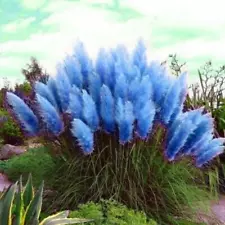 100/200x Purple Pampas Grass Seeds Rare Unusual Stunning Garden Plant *