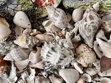 Seashell Lot 4 Lbs Mixed colors variety Of Sizes